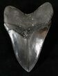 Beautiful, Black Megalodon Tooth - Serrated #17220-2